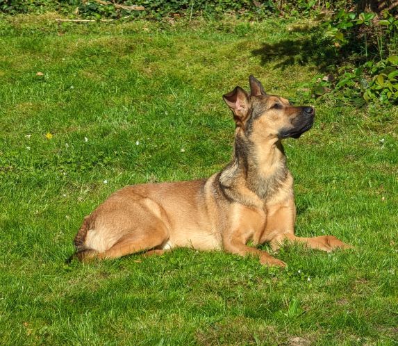 Parker der Hund